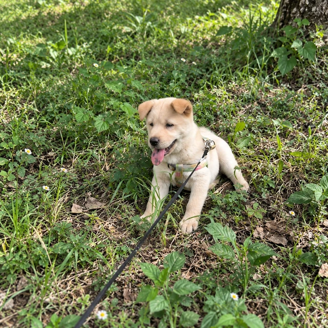 A cream puppy taking a break on a walk